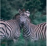 photo of two zebras in the wild